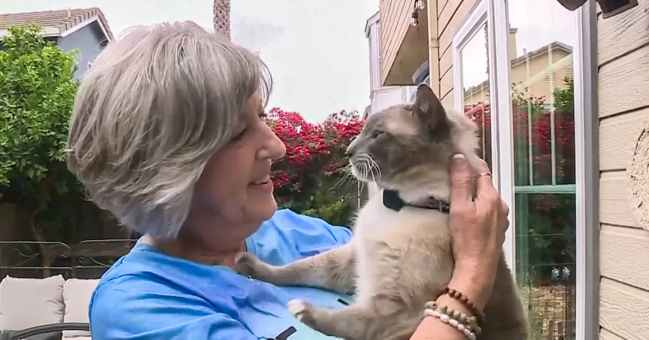 Missing Cat Found 900 Miles From Home After Mysterious Journey