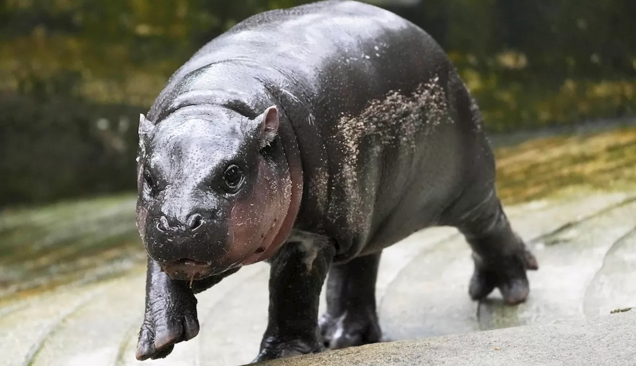 Thailand's adorable pygmy hippo Moo Deng may get her own patent