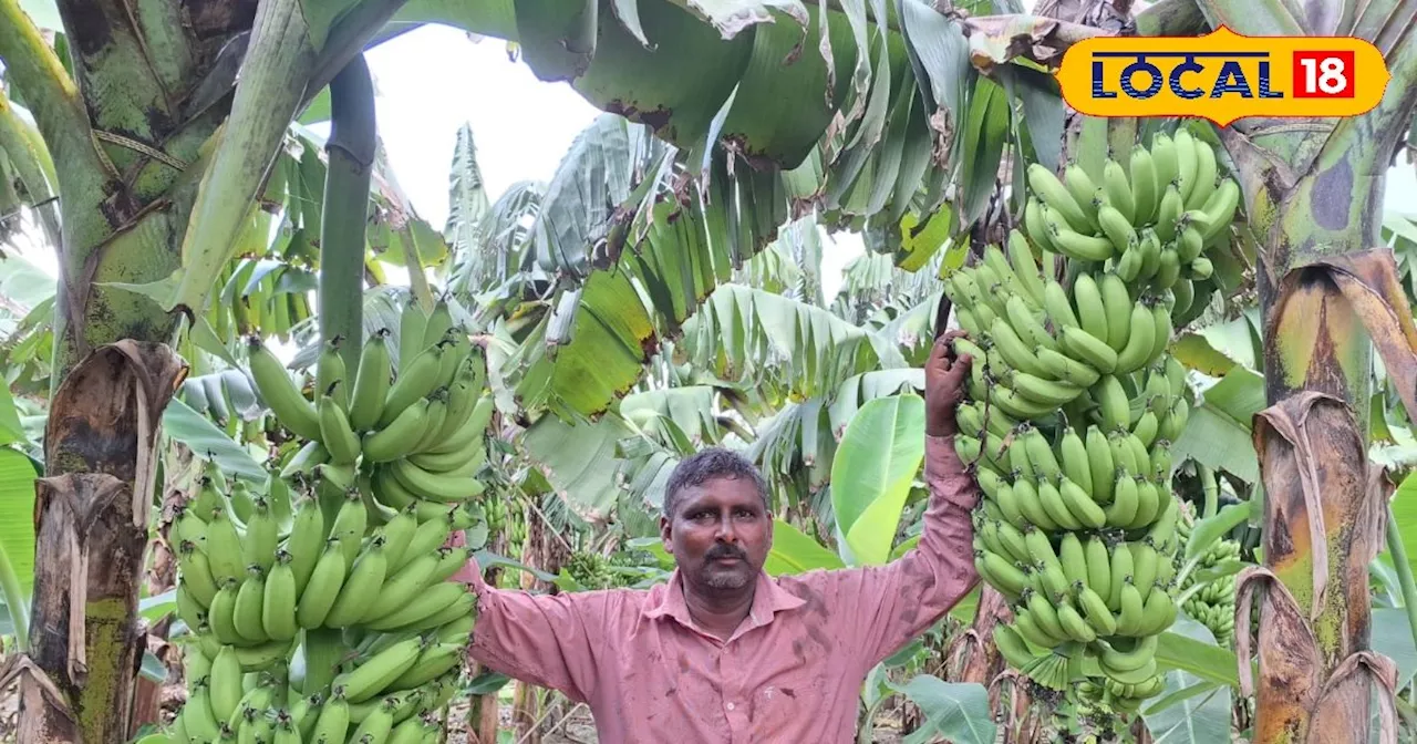 पीले फल ने खोल दी किसान की किस्मत, घर बैठे कमा रहे हैं लाखों, लागत-मेहनत बहुत कम