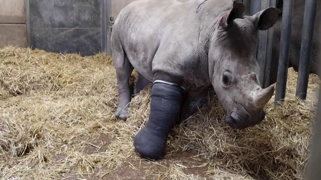 Voor het eerst neushoorn geopereerd aan gebroken poot