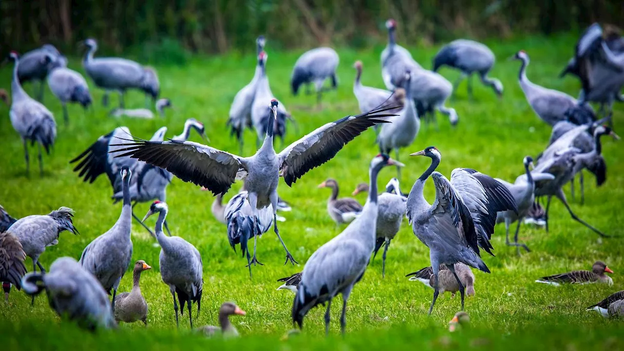 Mecklenburg-Vorpommern: Die Kranich-Saison in Mecklenburg-Vorpommern beginnt