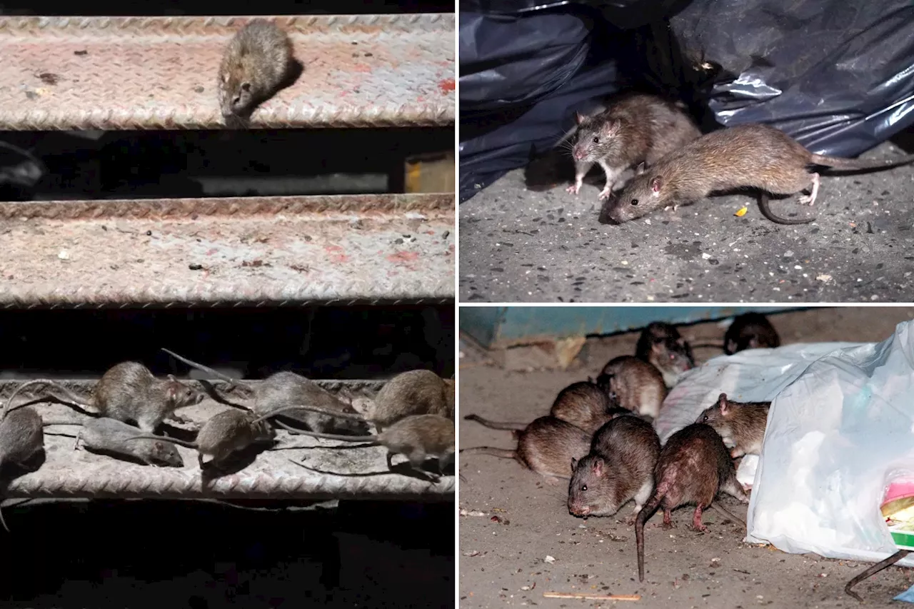 The 5 most rat-infested cities in America revealed — sorry, New Yorkers