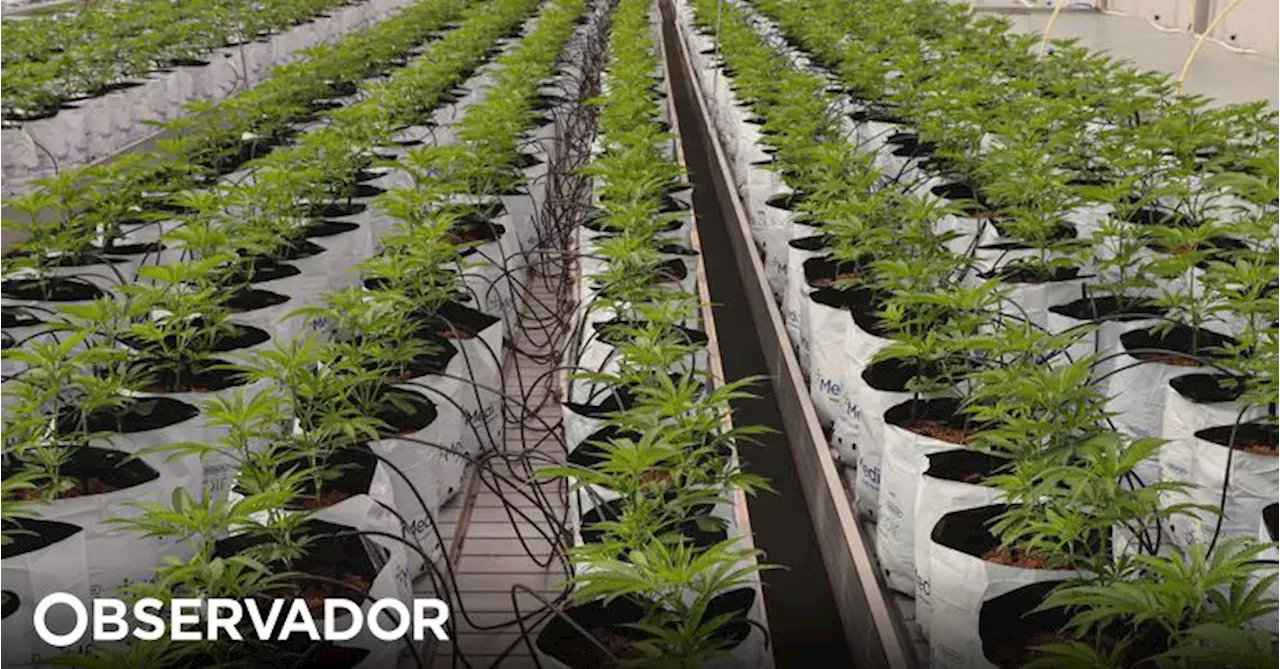 GNR detém homem suspeito de cultivar canábis em armazém de Alfândega da Fé