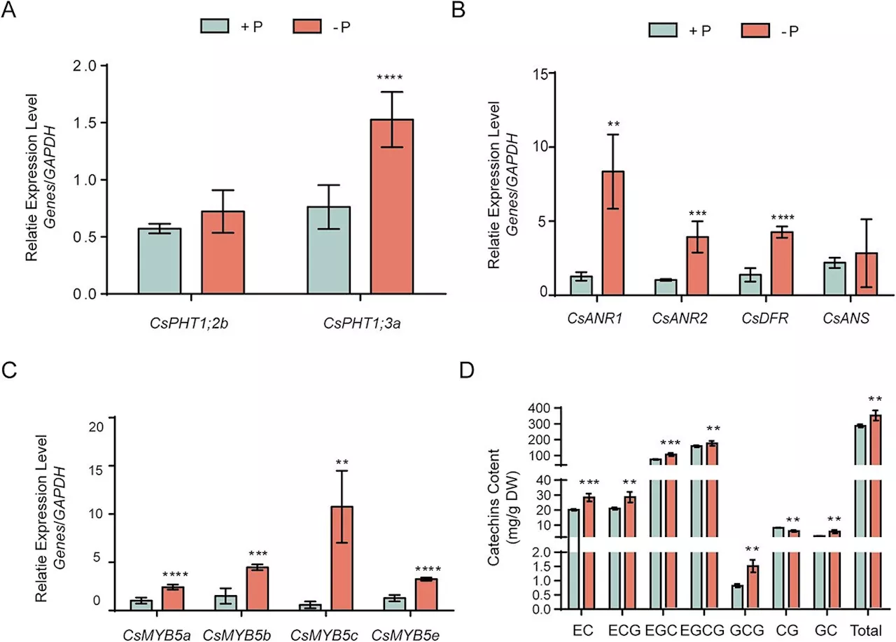 Exploring the interplay between phosphate signaling and jasmonate pathways in tea plants