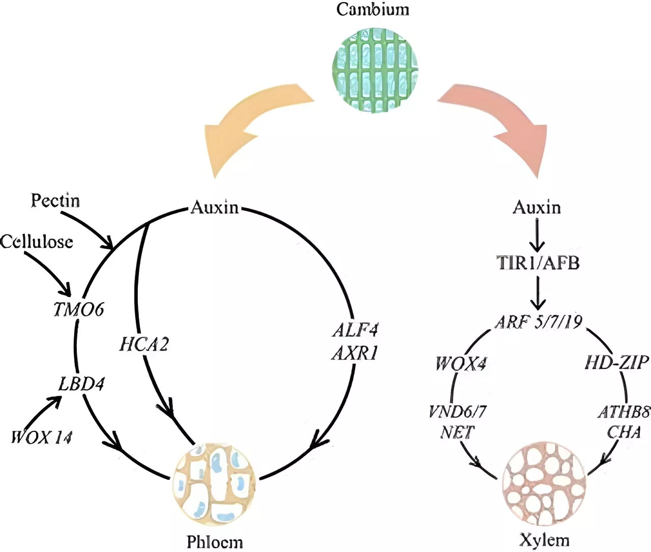 Researchers explore physiological and molecular processes underlying graft healing