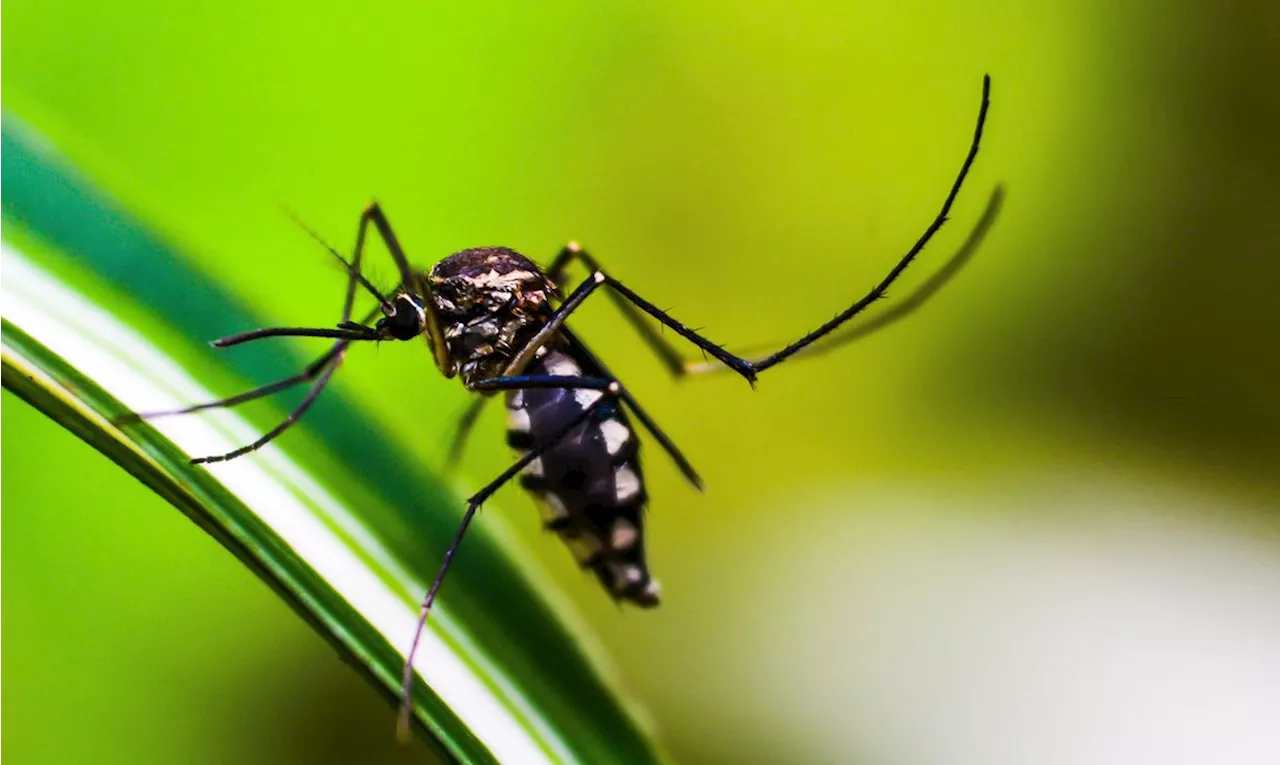 Método Wolbachia, que usa mosquitos modificados contra o Aedes, mira cidades em Minas Gerais