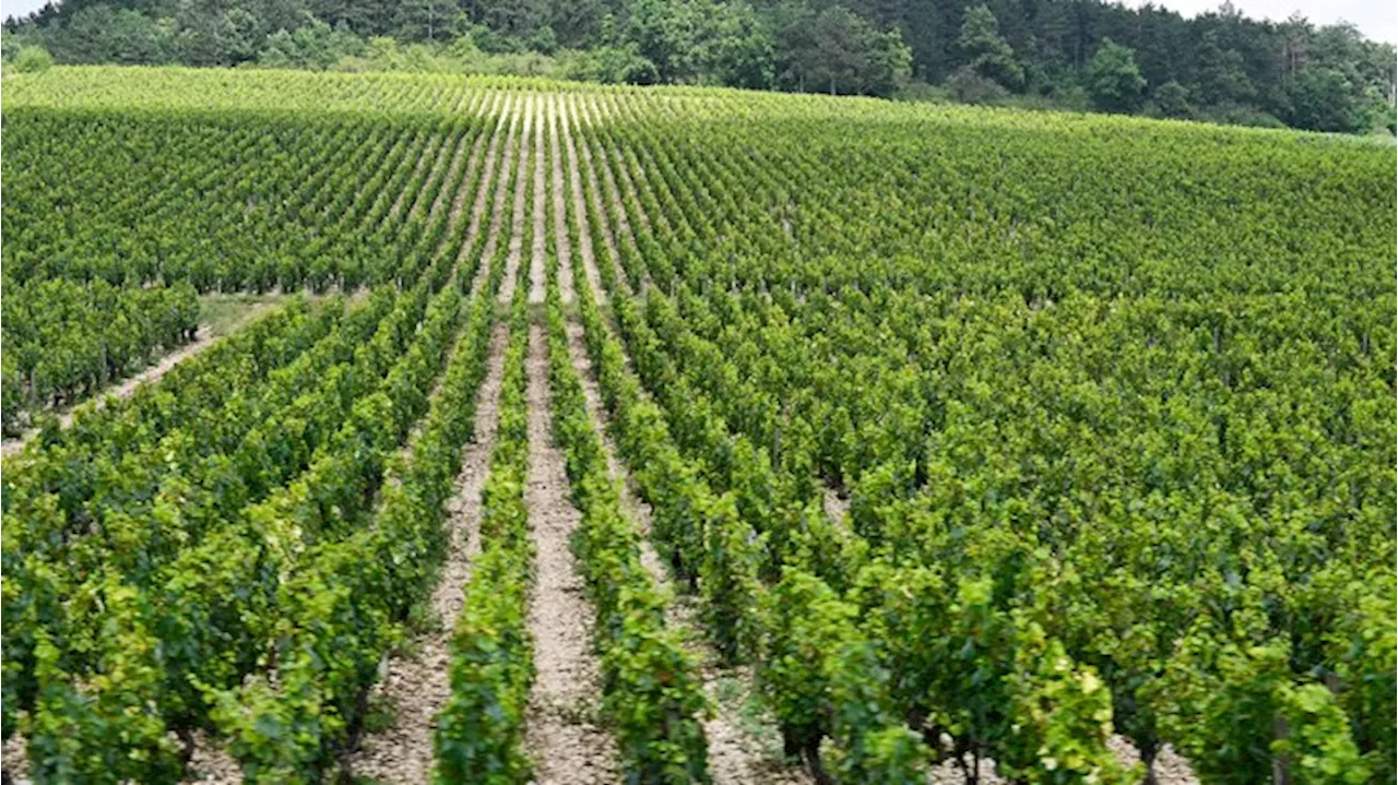 Rothschild Family Acquires Chablis Vineyard Domaine William Fèvre For $99 Million