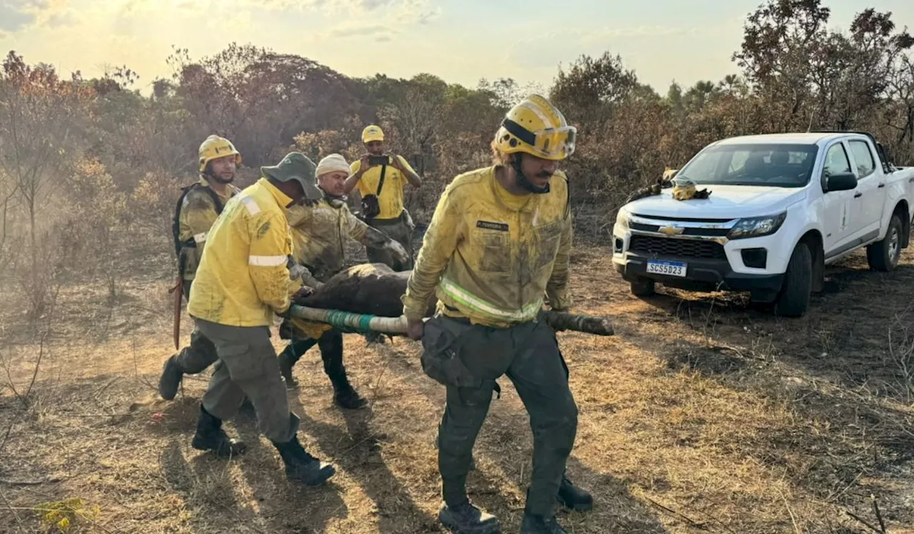 Duas antas são resgatadas em incêndio no Parque Nacional de Brasília