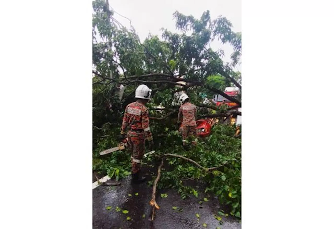 Strong winds bring down 20 trees in Sabah