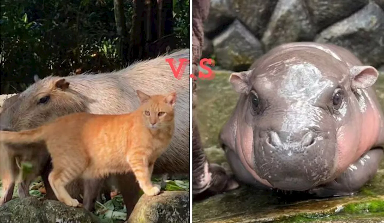 Oyen Capybara Has Some Competition Now: Moo Deng – Thailand’s Baby Hippo Sensation