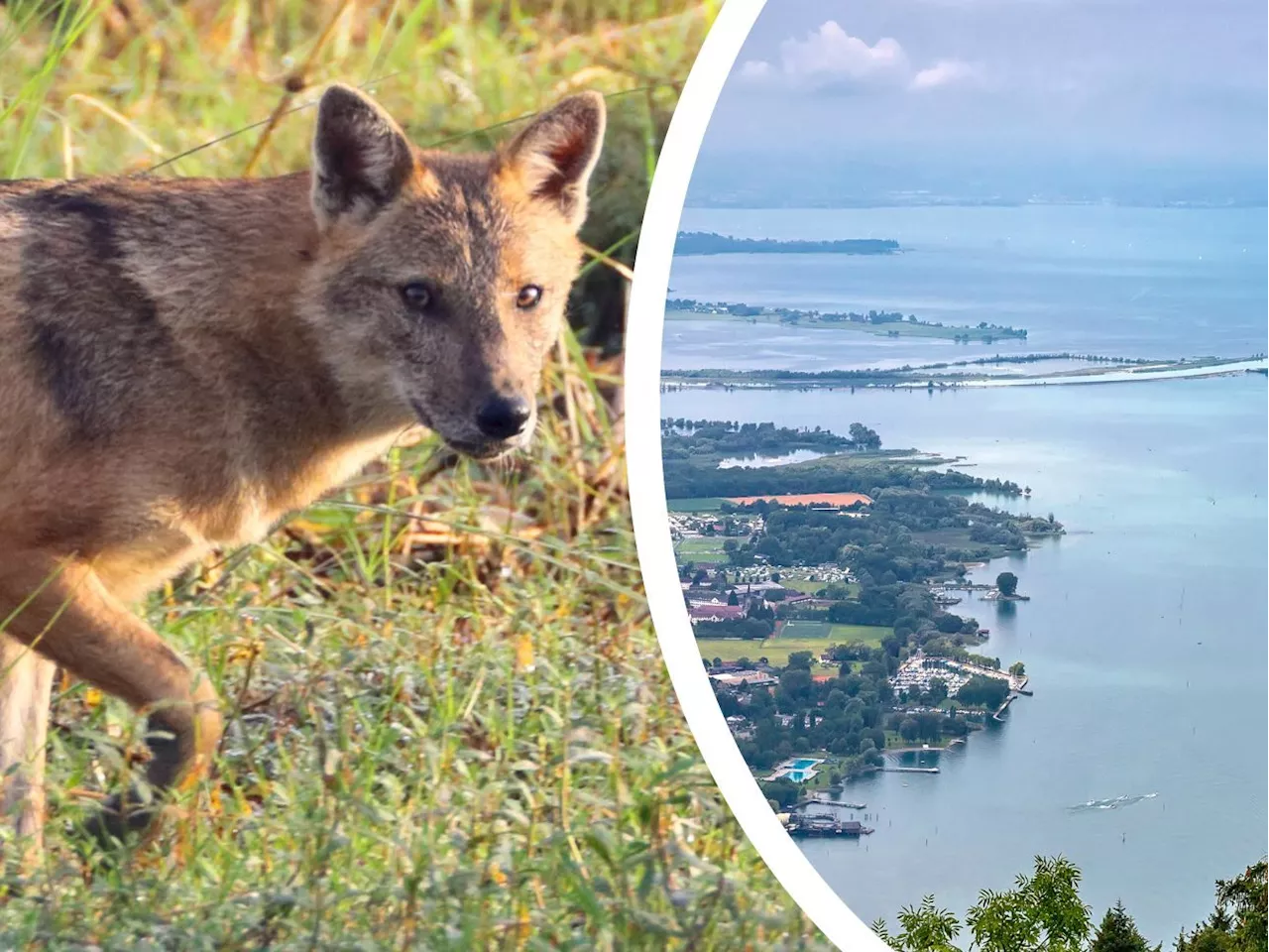 Erstmals junge Goldschakale am Bodensee gesichtet