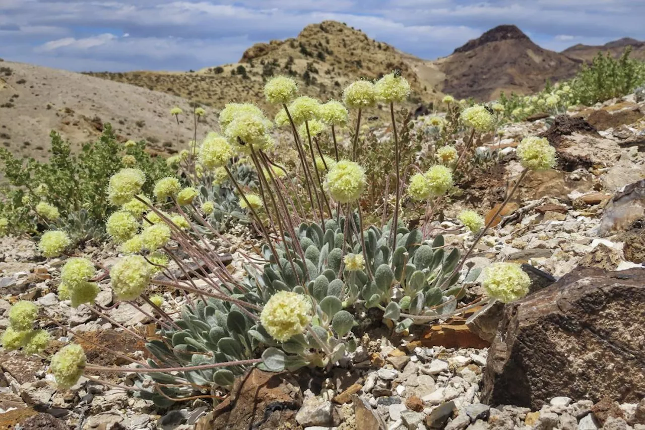 US approves Nevada lithium mine despite concerns over endangered plant