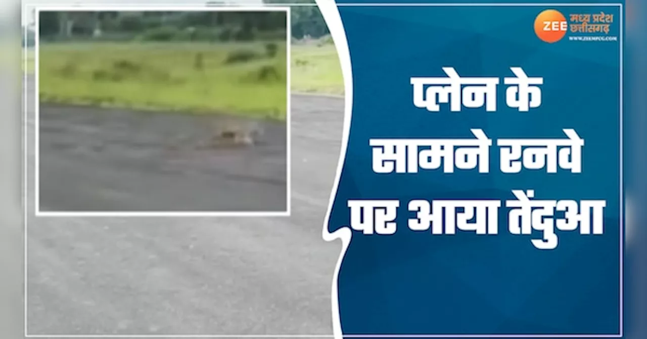 VIDEO: रनवे पर तेंदुआ, सामने प्लेन, कैमरे में कैद हुआ अद्भुद नजारा