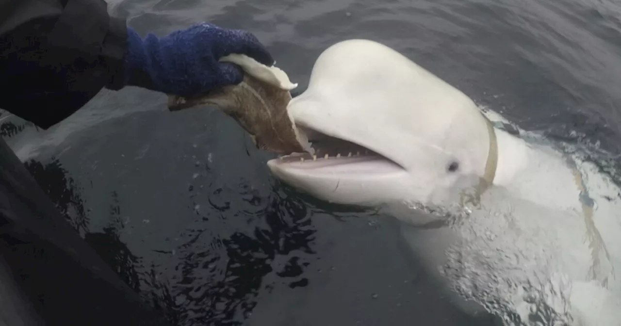 Beloved beluga whale thought to be Russian 'spy whale' found dead off Norway