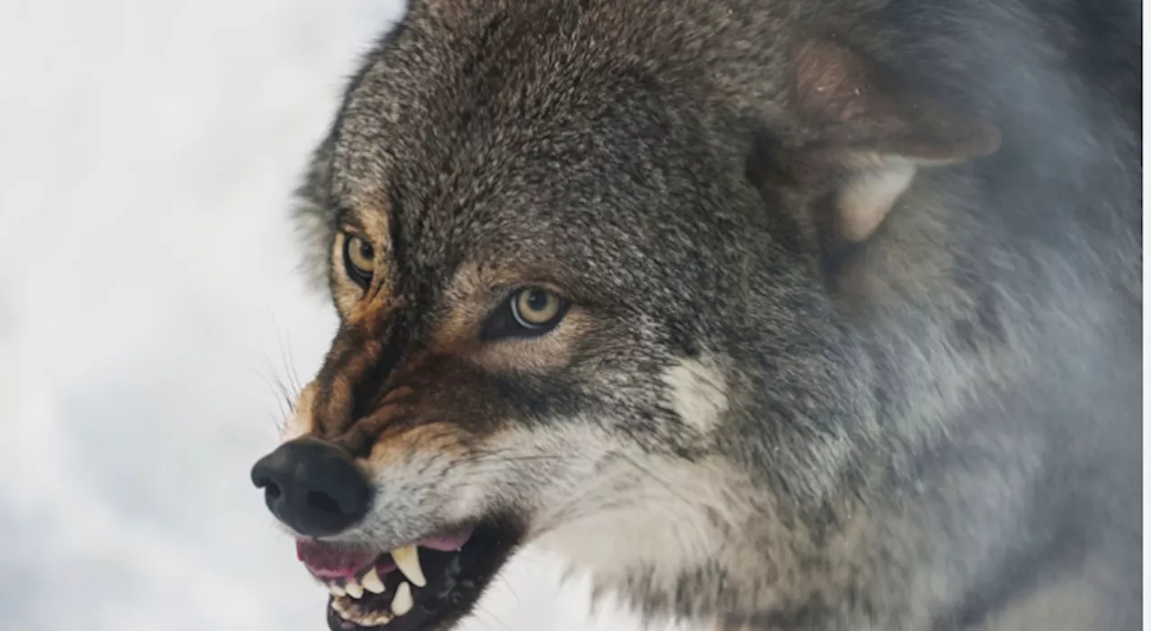 As wolves swoop, Austrians grab guns for contested cull