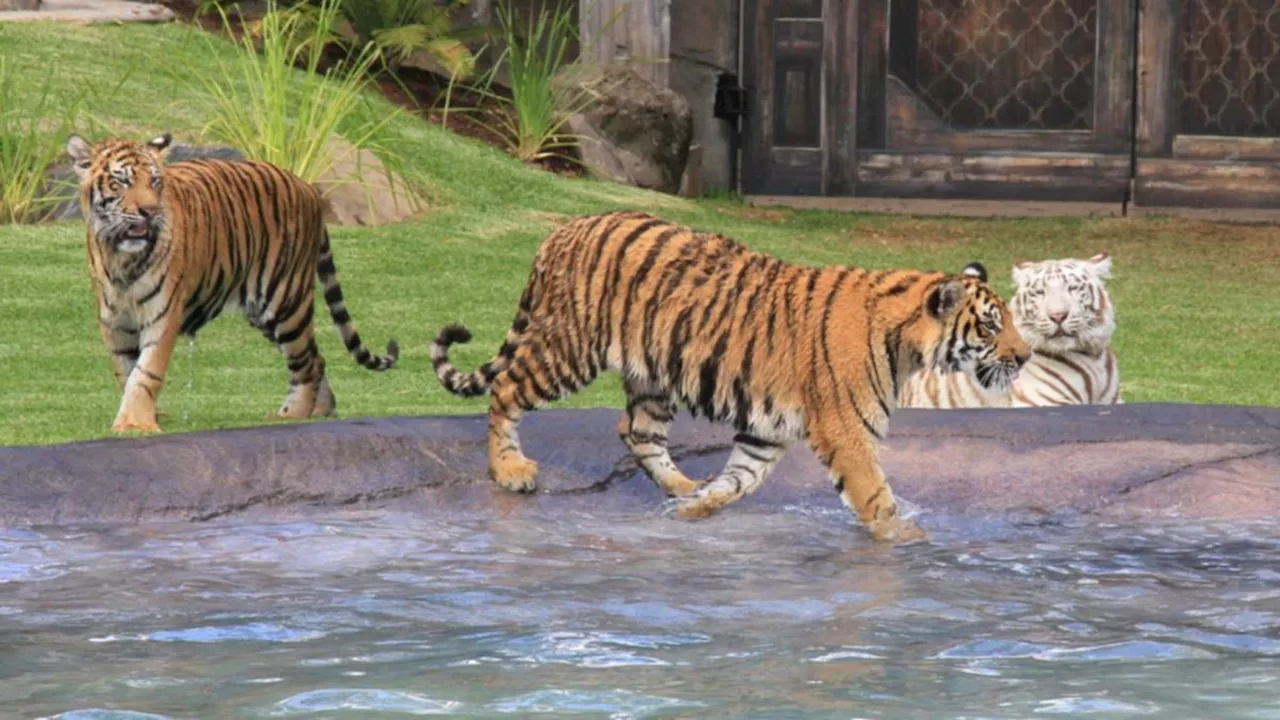 Dreamworld tiger attack: Gold Coast theme park issues statement after handler mauled