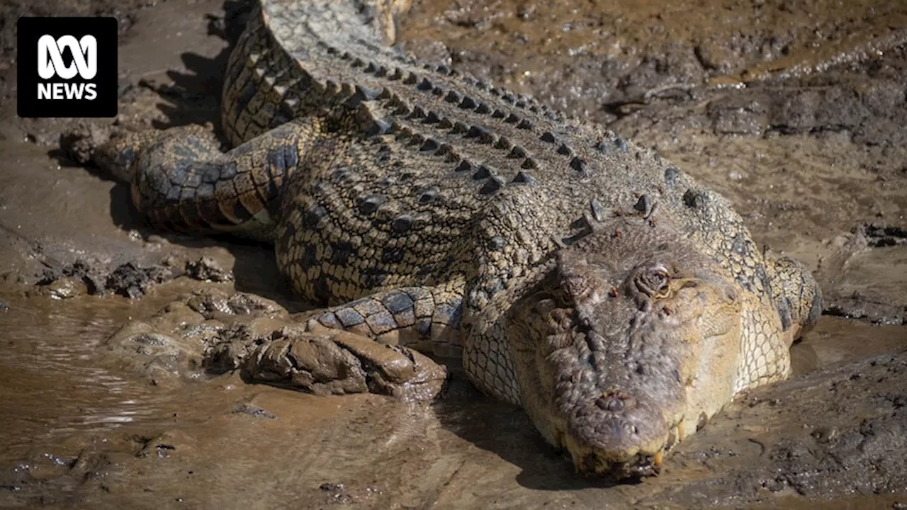 New offences, penalties hiked in Queensland government crocodile reforms