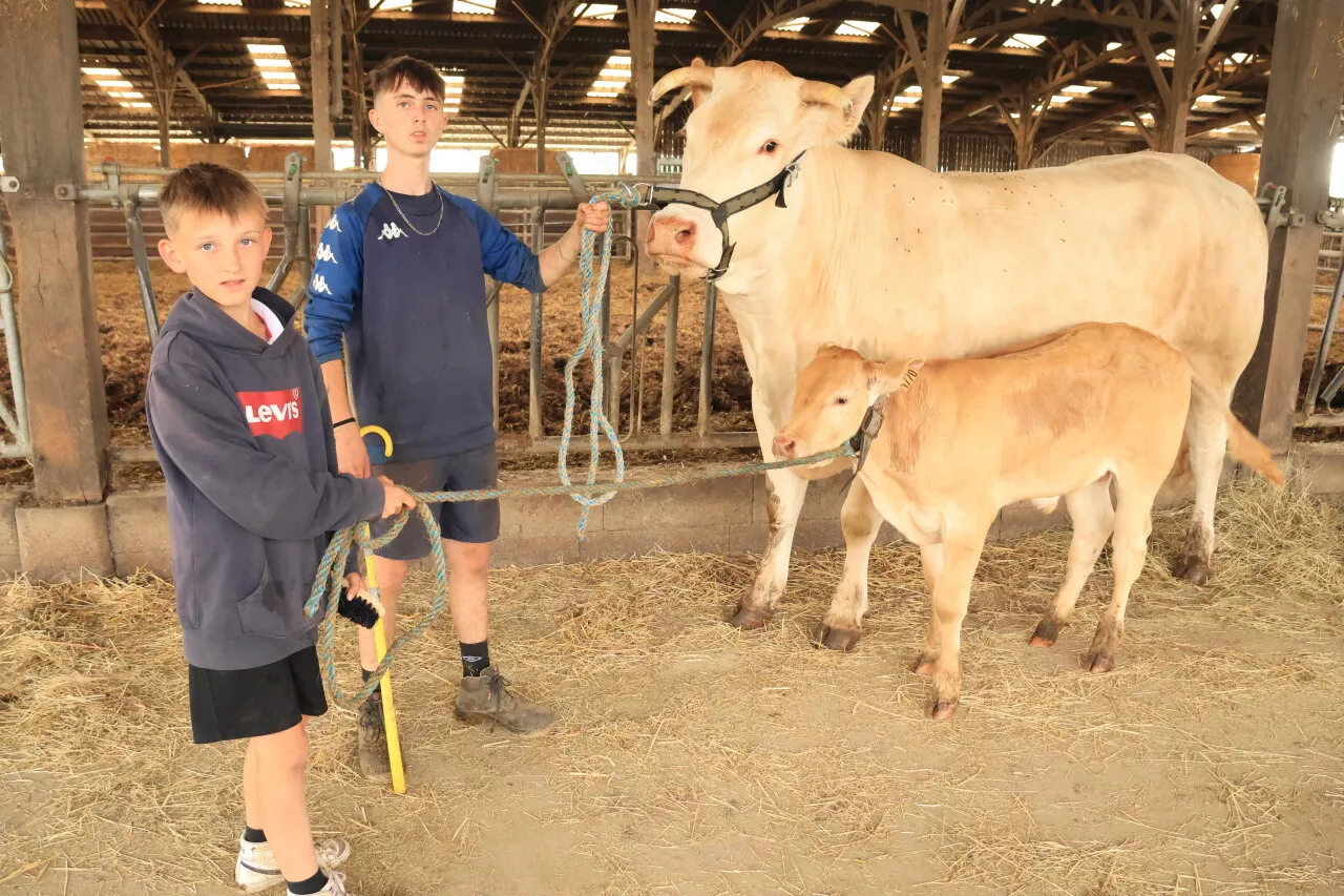 Loire-Atlantique : à 11 et 15 ans, ils sont passionnés par les vaches