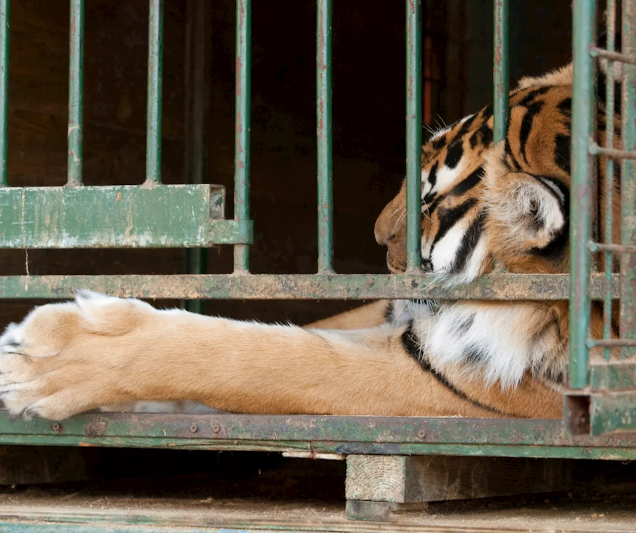 Trois tigresses et trois lionnes saisies par la justice confiées à La Tanière près de Chartres