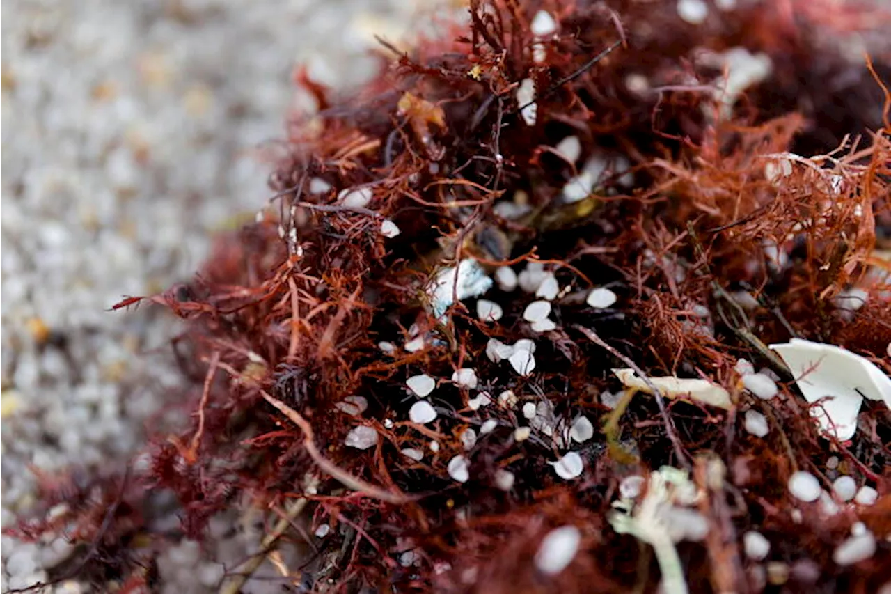 Mediterraneo, le microplastiche minacciano gli ingegneri del mare