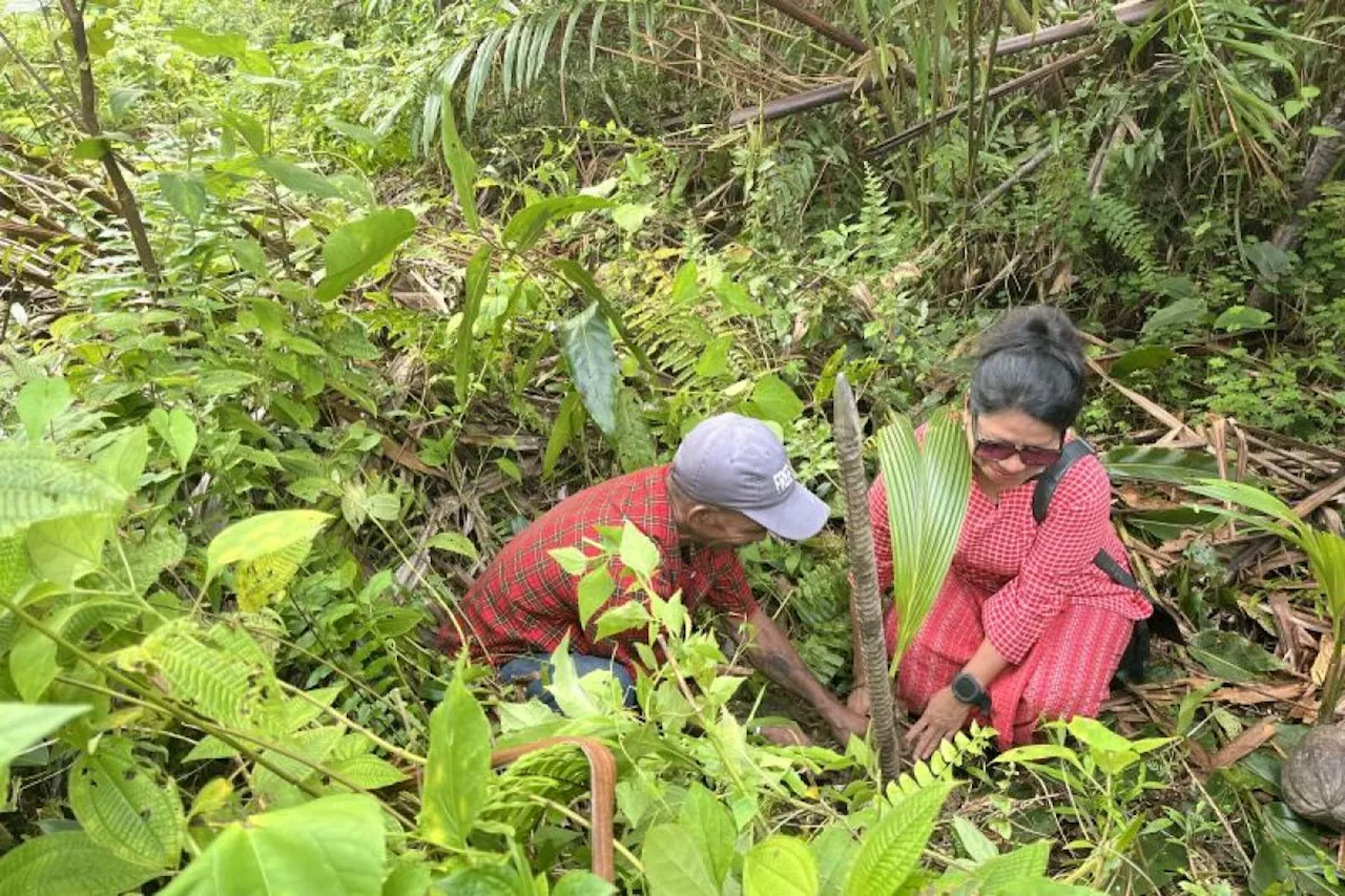 Masyarakat negeri Rutong Ambon aksi tanam pohon sagu dan kelapa