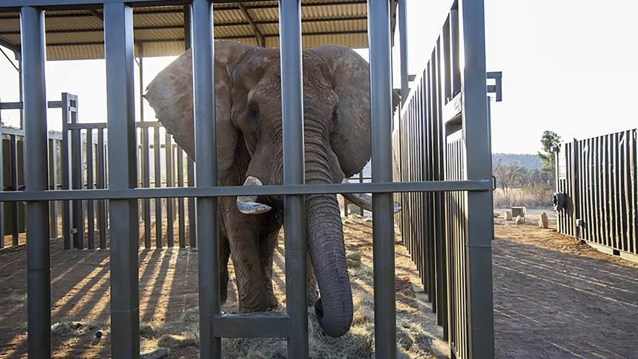 How do you get a grumpy 4-ton elephant to a new home 120 miles away? Call the elephant movers