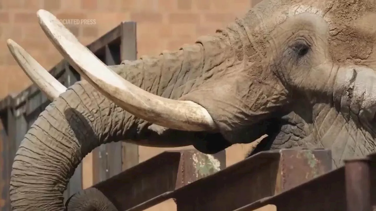 How do you get a grumpy 4-ton elephant to a new home 120 miles away? Call the elephant movers