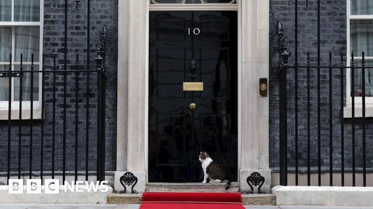 Starmer family welcomes Siberian kitten to Downing Street