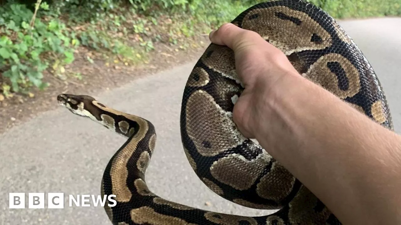 Plea not to dump reptiles after pythons found in Devon