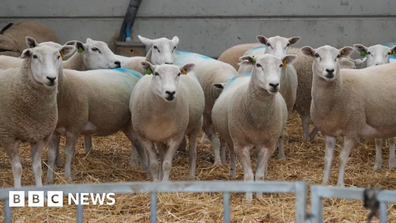 Restrictions extended to Essex as bluetongue virus spreads