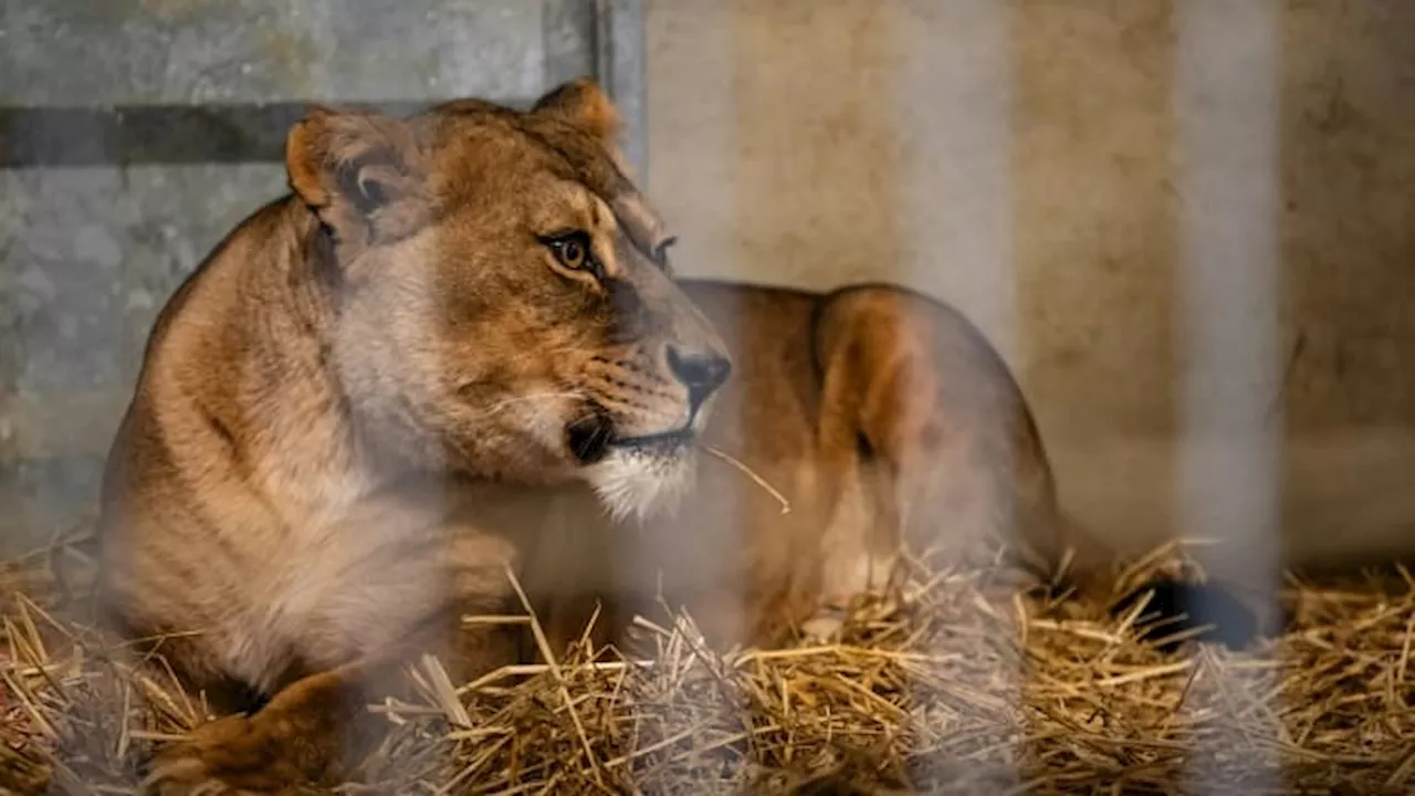 Villeneuve-d'Ascq: trois tigresses et trois lionnes, qui vivaient en permanence dans un camion, saisies