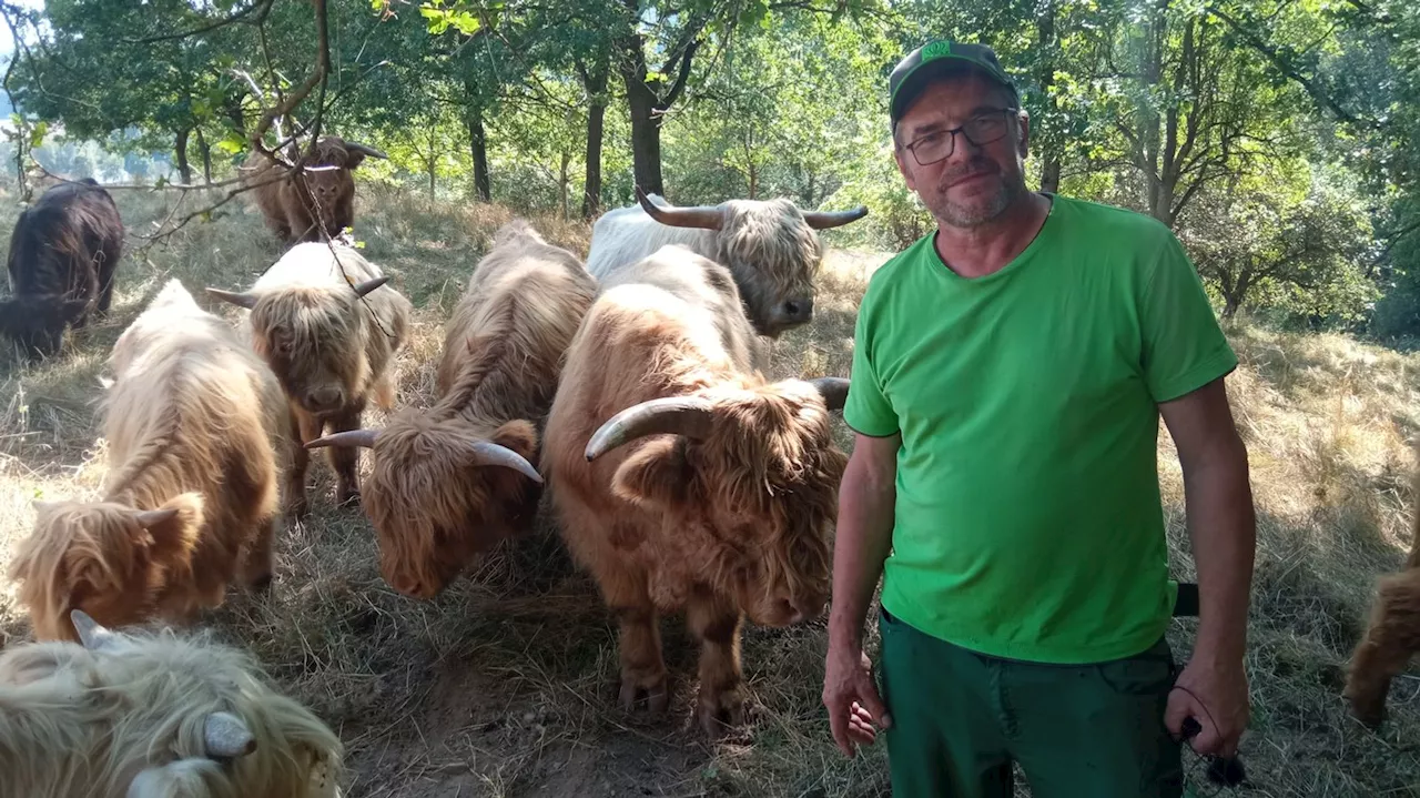 Blauzungenkrankheit: Wie ein betroffener Landwirt damit umgeht