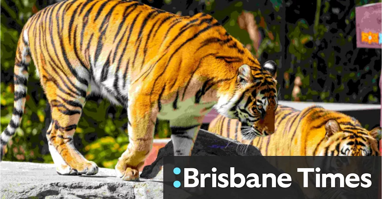 Dreamworld tiger attack leaves woman in hospital