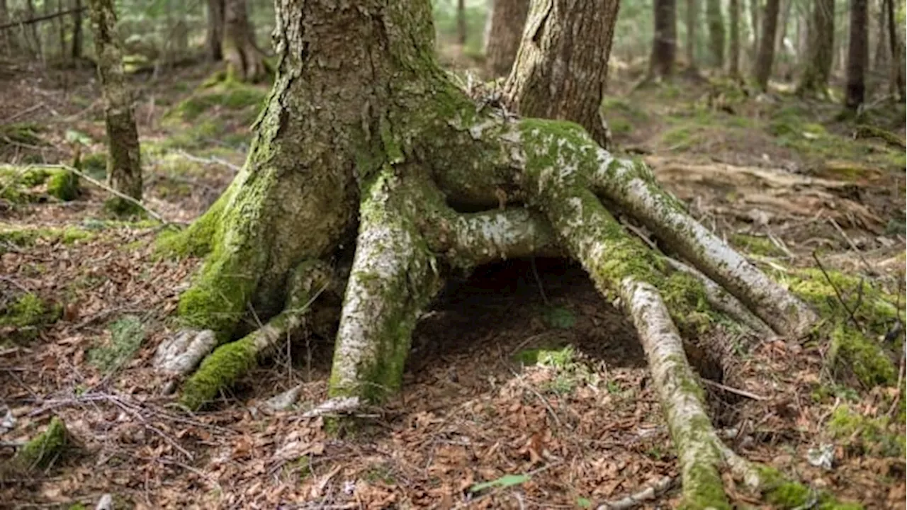 Walking among the Ancients: Honouring a rare old-growth forest