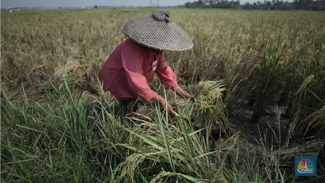 El Nino Berakhir Diganti La Nina di Wilayah RI, Ini Penjelasan BMKG