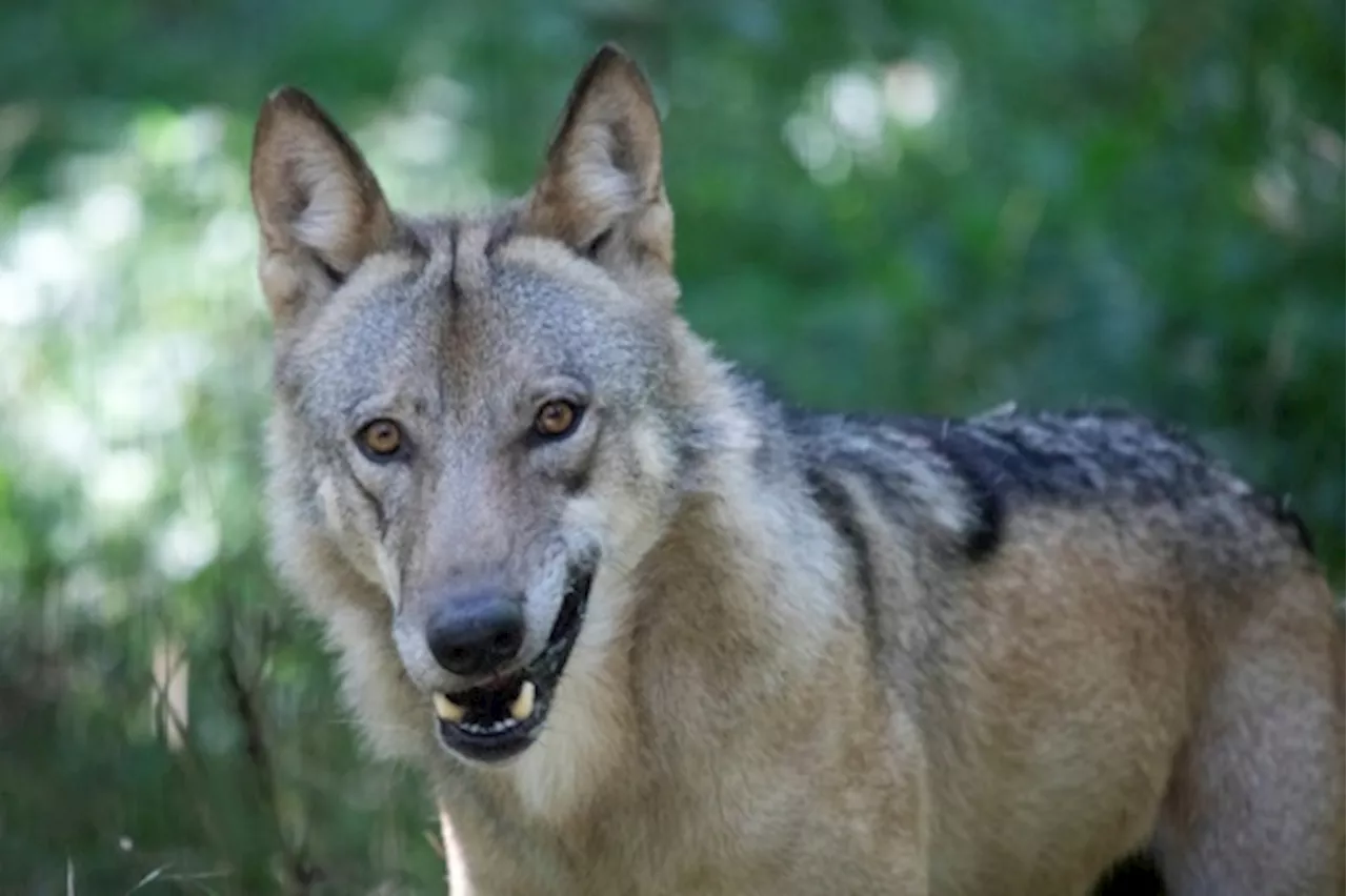 Face au retour du loup, l'Autriche dégaine le fusil