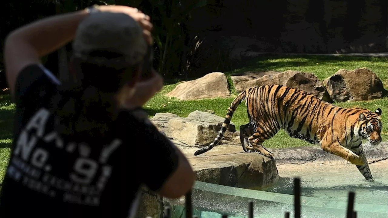 Tiger mauls handler at Australian amusement park