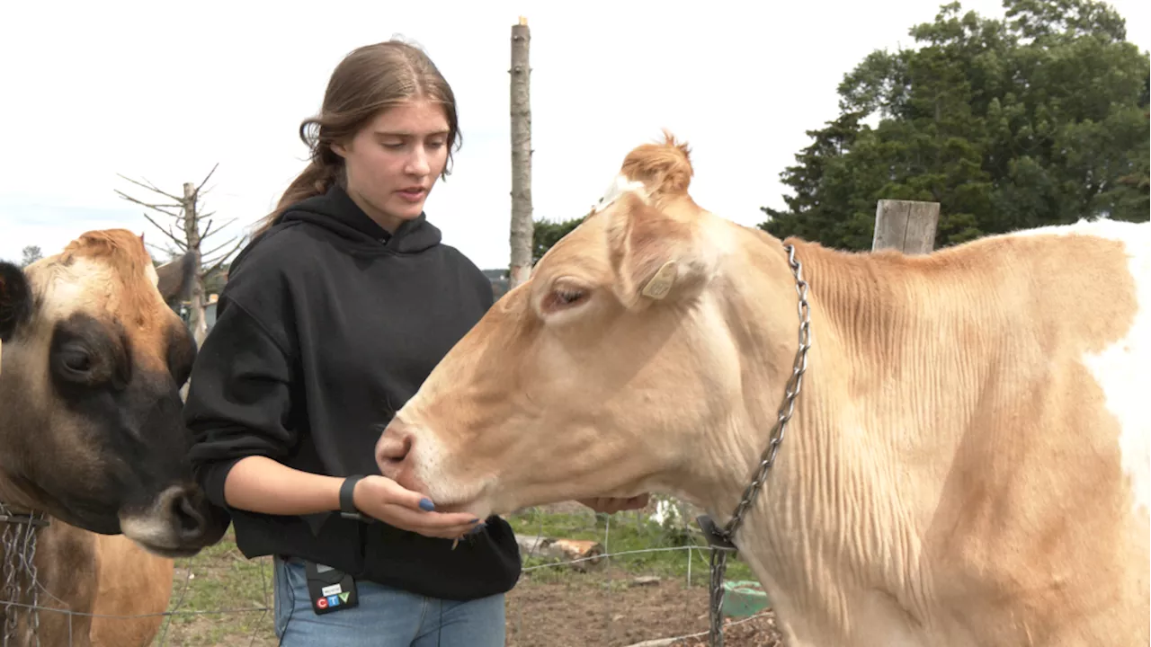 Cow cuddling: Why a Newfoundland farm is offering quality time with these 'gentle creatures'