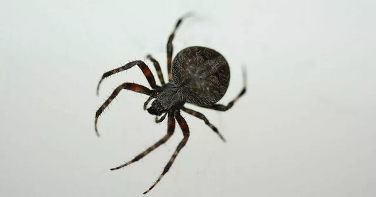 Deter spiders in mating season with 16p solution that the pests 'don't like'