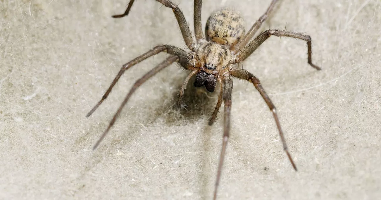 One unexpected thing spiders are attracted to that you will find in most homes