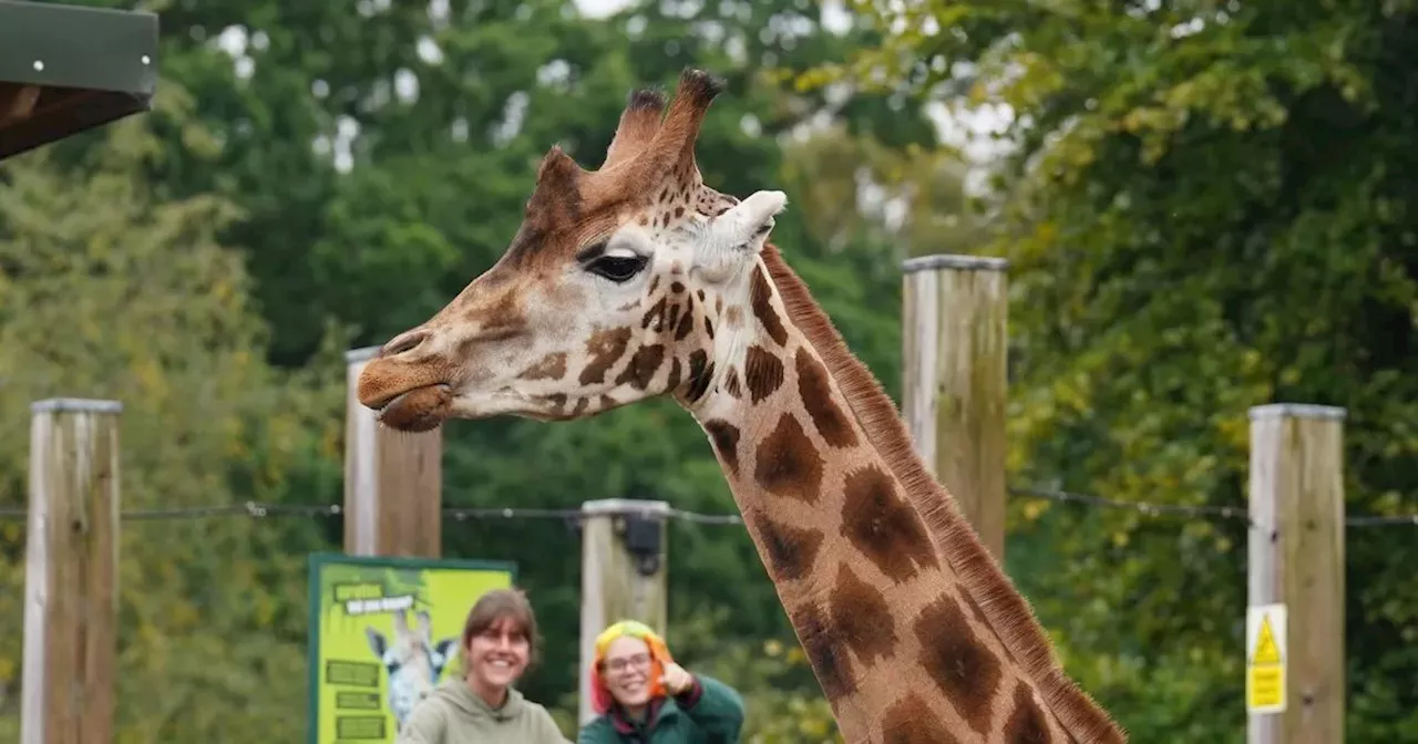 Safari park staff delighted with progress of giraffes on training programme