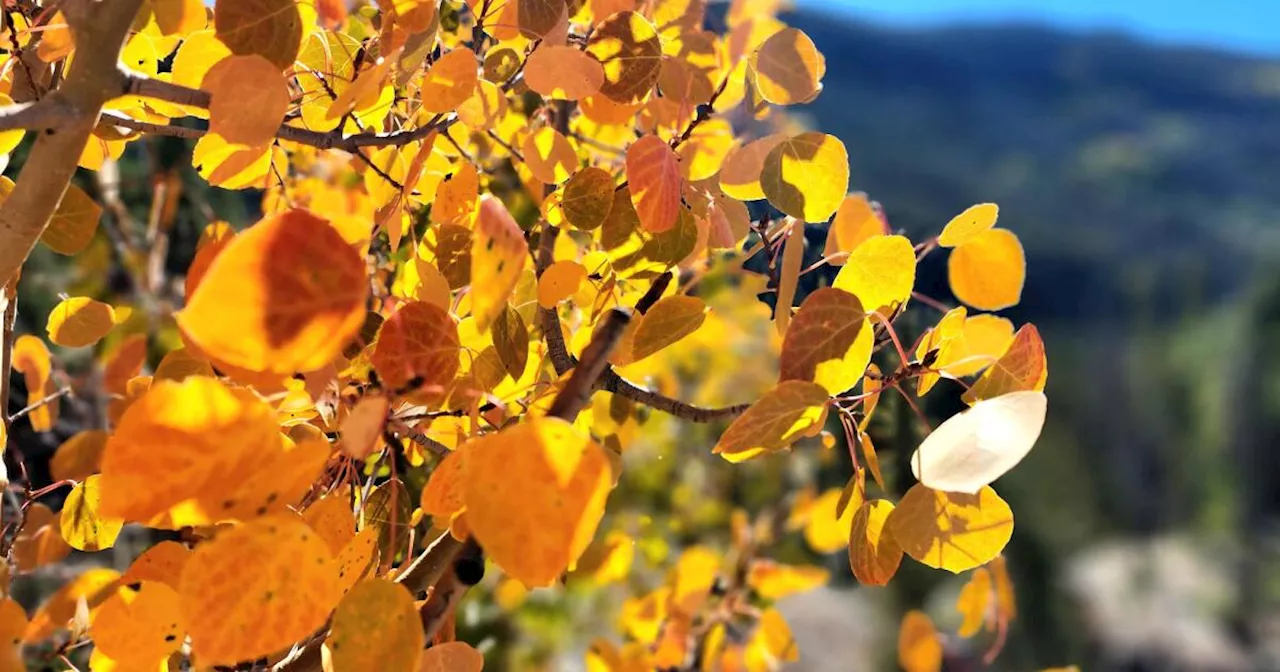 Colorado fall colors 2024: Here’s what the fall foliage forecast looks like for this year