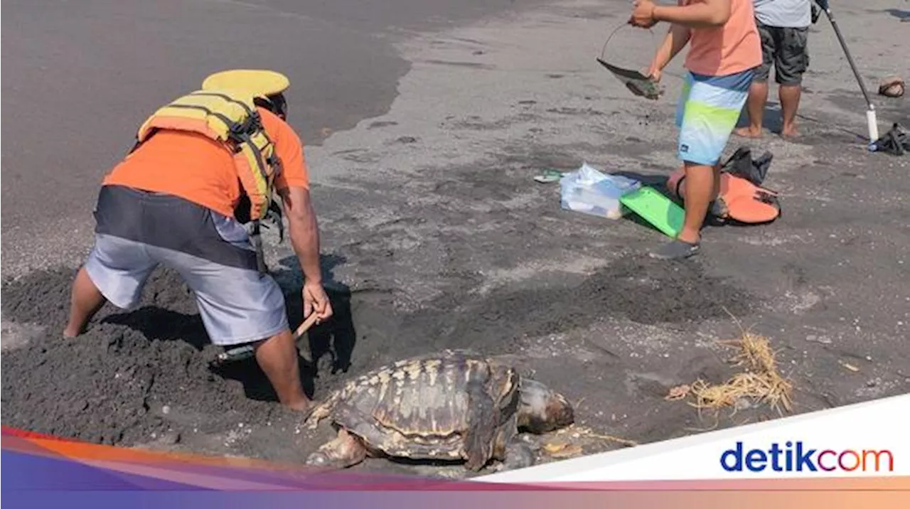 Lagi, Bangkai Penyu Lekang Terdampar di Pantai Kulon Progo