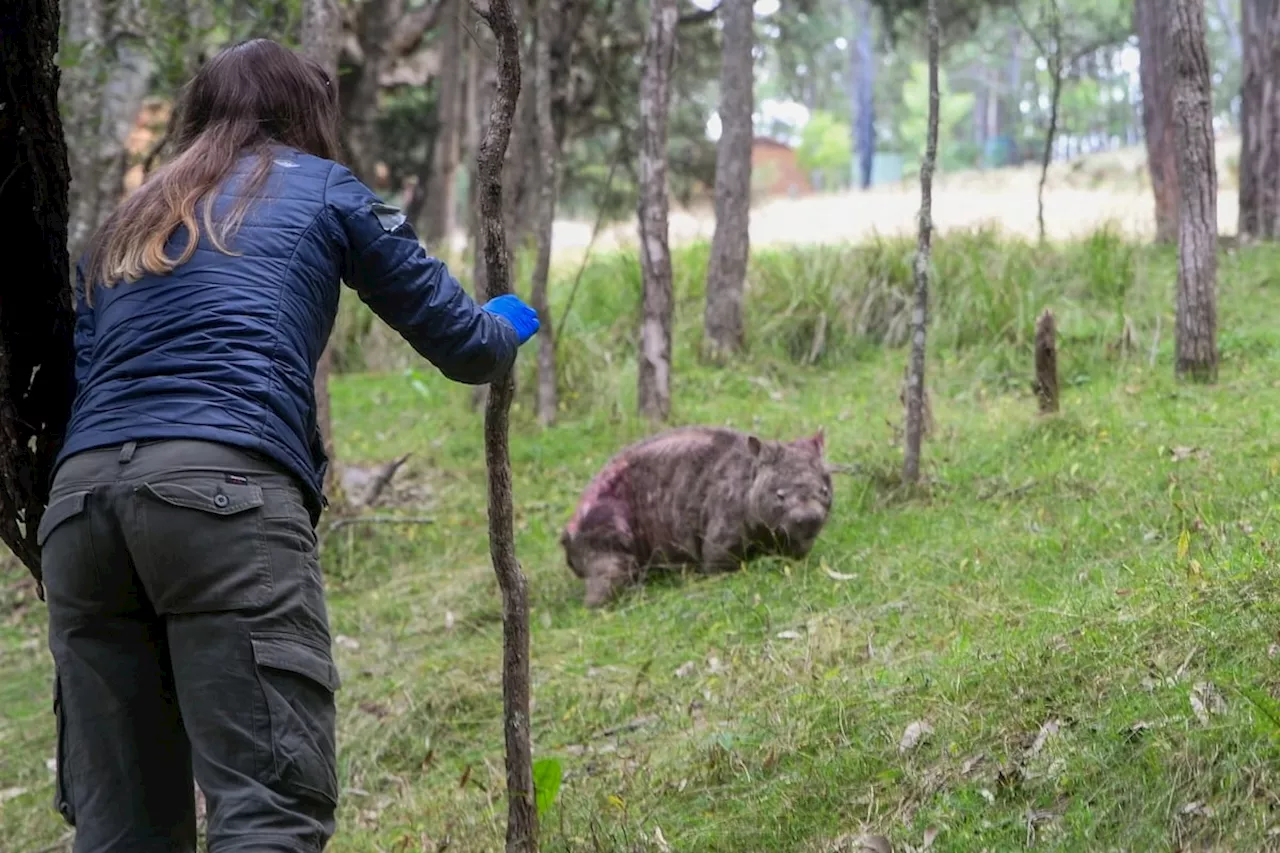Australian volunteers fight deadly disease threatening wombats