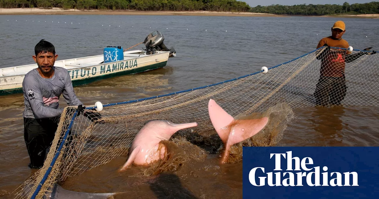 The race to find out what killed hundreds of pink dolphins in the Amazon