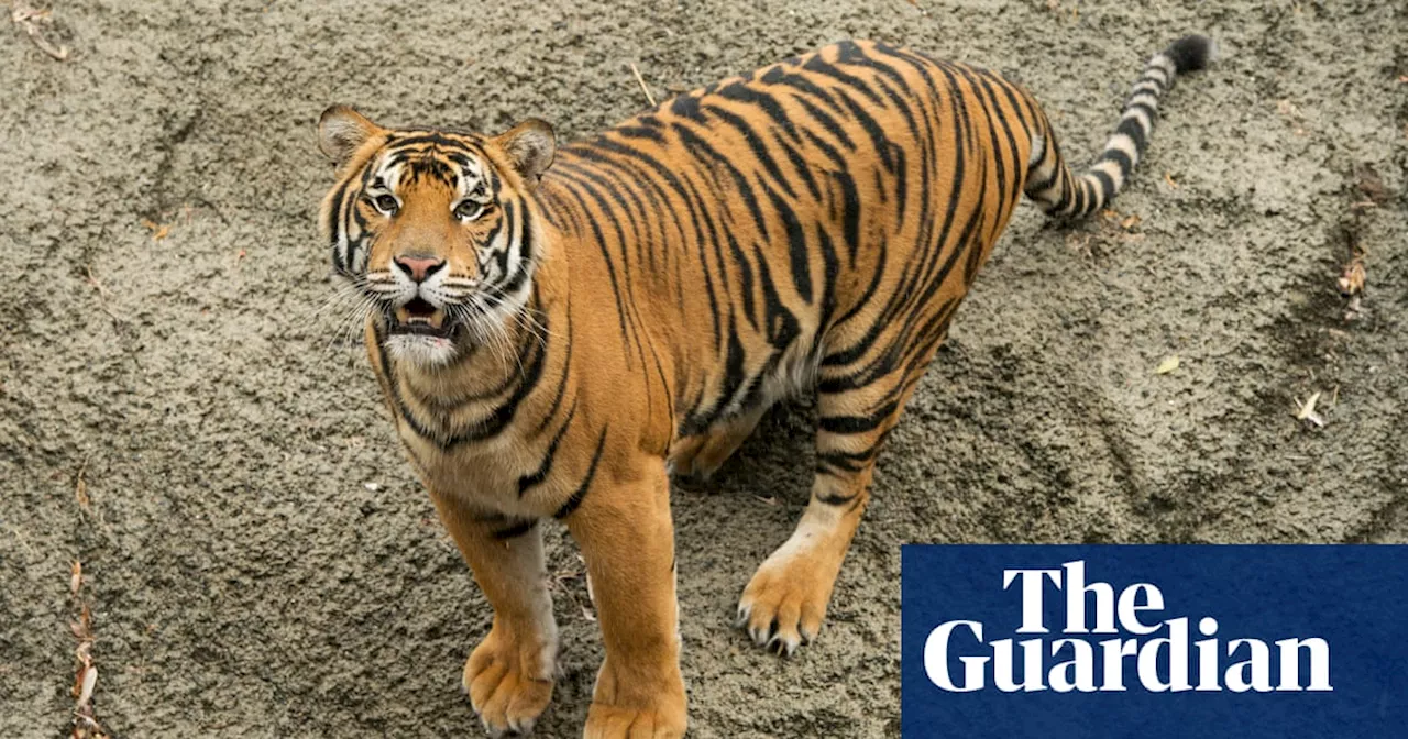 Tiger mauls animal handler at Dreamworld theme park on the Gold Coast