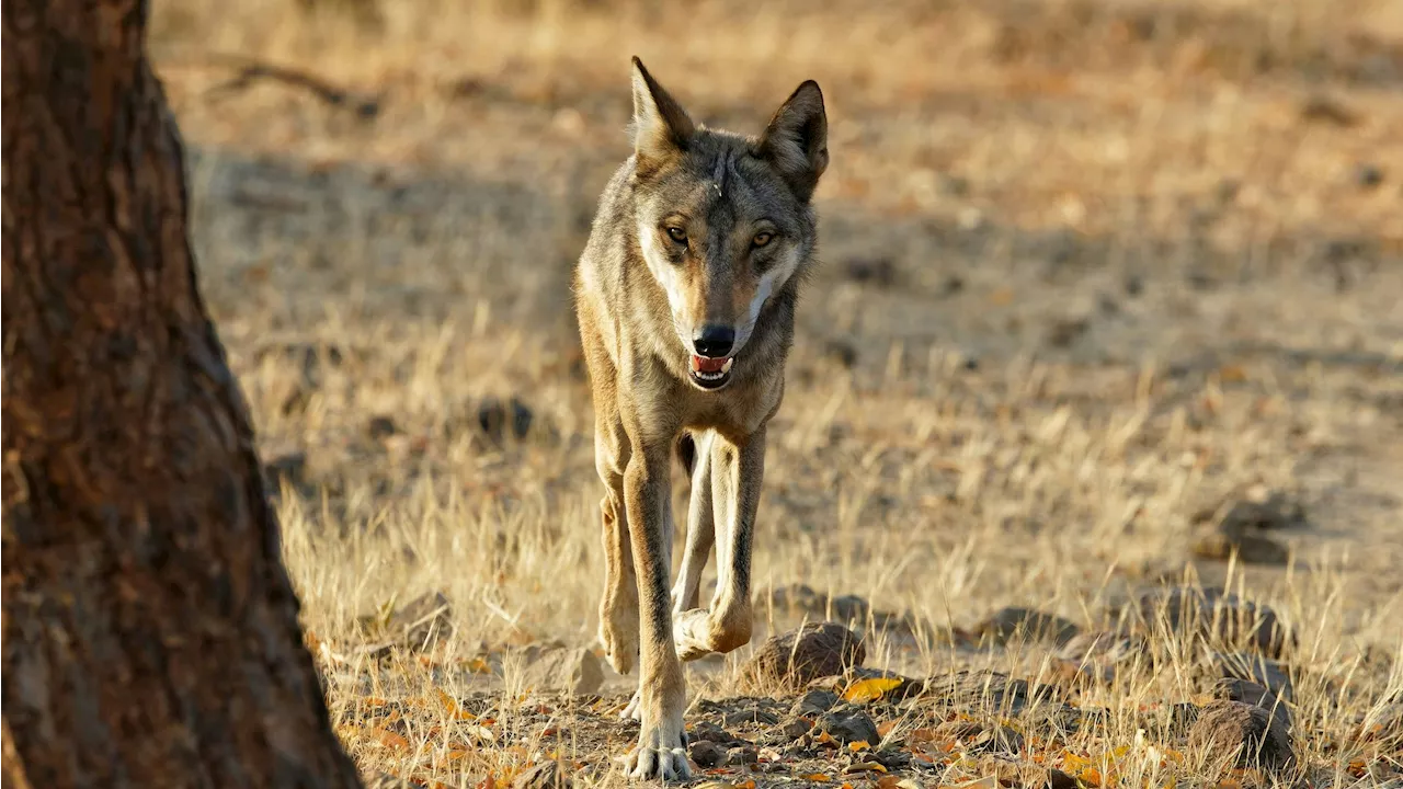  Acht Kinder tot! Polizei jagt mörderisches Wolfsrudel