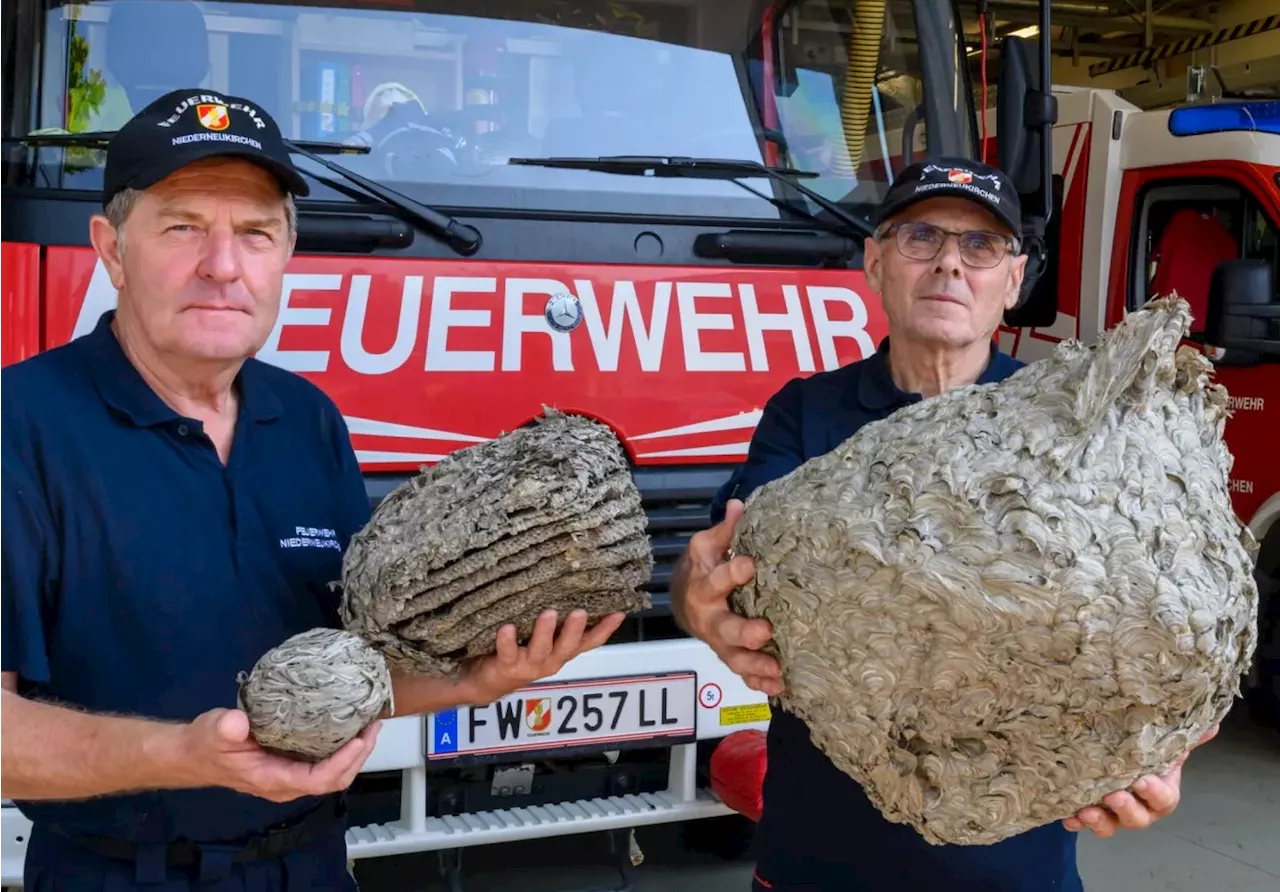  Extremes Wespen-Jahr: Tausende Einsätze für Feuerwehren