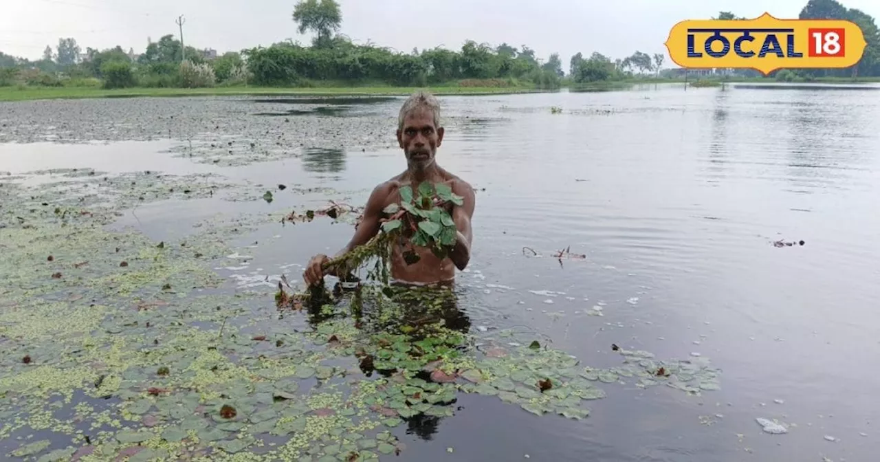 सिंघाड़ा की खेती के लिए अपनाएं ये खास तरीके, 6 महीने में होगी बंपर पैदावार