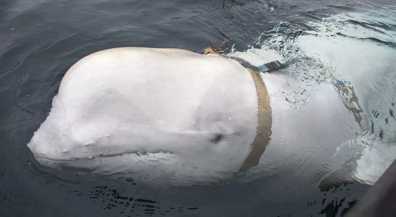 Chi era Hvaldimir, la balena beluga sospettata di essere una spia russa e morta misteriosamente in Norvegia